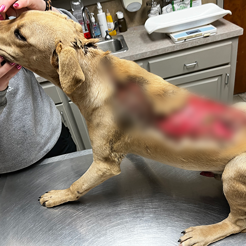 VS-Photograph_20240213_EAM_TLOT_Ricky_004_©TheLeastofTheseAnimalRescue copy
